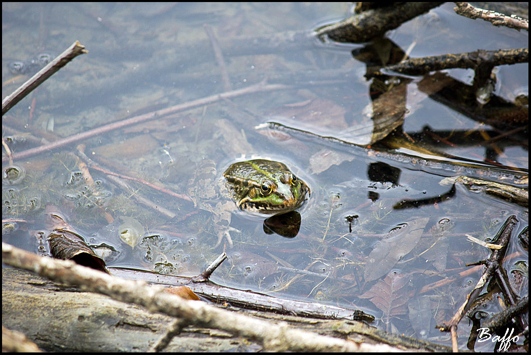 Sono tre tipi diversi oppure maschi e femmine? Pelophylax-TS